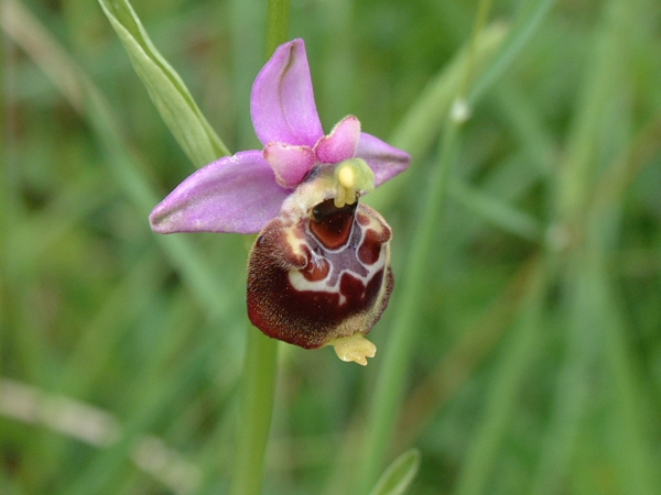 Oprfys fuciflora, O. promontorii